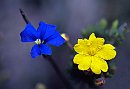 WA Wildflowers